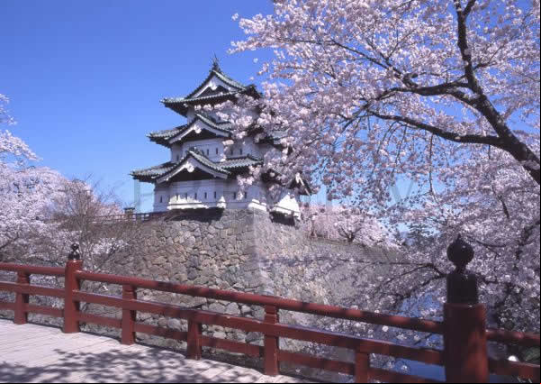 Tohoku, en Japòn, es como caminar sobre un manto de flores de cerezo