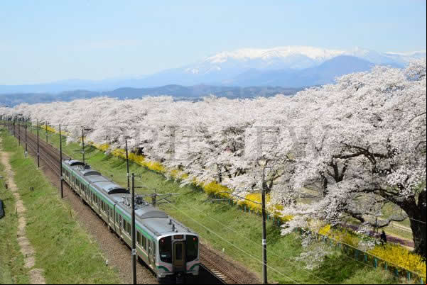 Tohoku, en Japòn, es como caminar sobre un manto de flores de cerezo