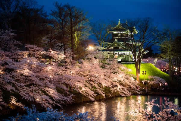 Tohoku, en Japòn, es como caminar sobre un manto de flores de cerezo