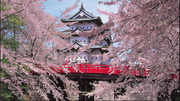 Tohoku, en Japón, es como caminar sobre un manto de flores de cerezo 