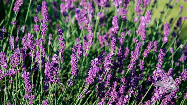 Córdoba celebra la Fiesta de la Cosecha de Lavanda en Villa Yacanto