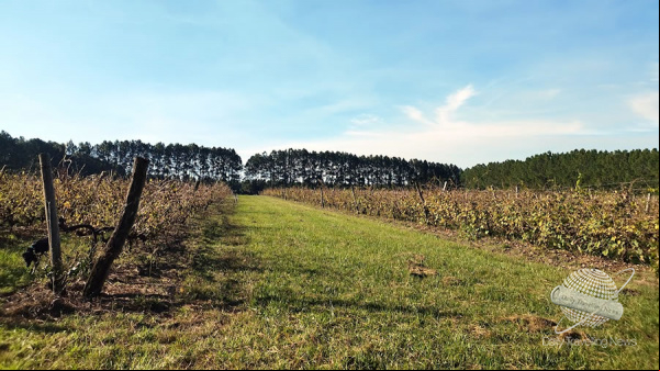 Bodega Ecovert es tradición e innovación en la vitivinicultura de Concordia